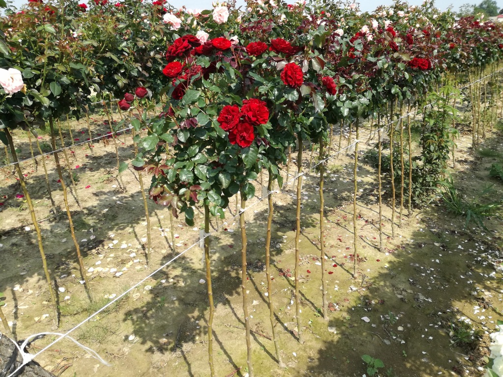 Róża na pniu Czerwona Mini Igat. 2 oczka- gat. I