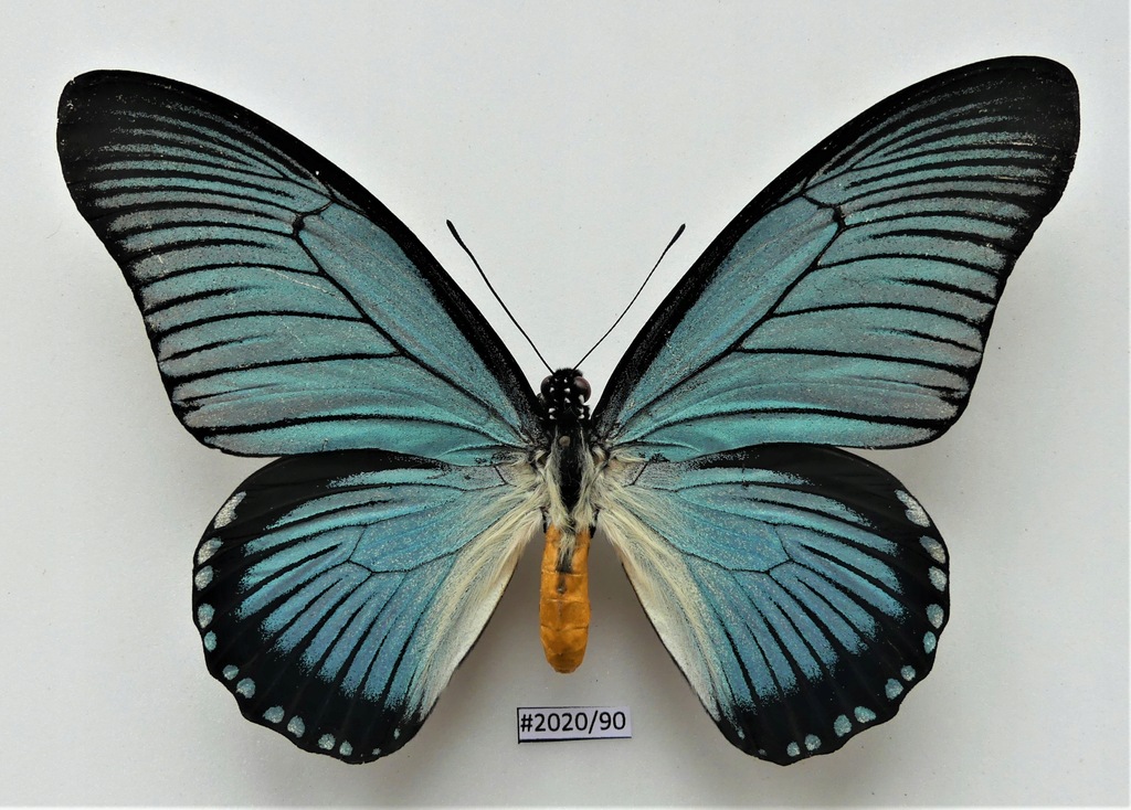 Motyl Papilio zalmoxis 139mm samiec .