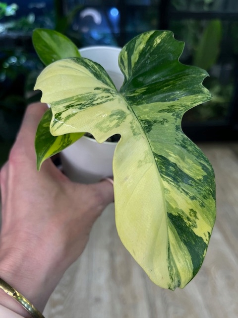 希少　Philo florida beuaty X Mayoi Philodendron Florida Beauty x Mayoi – Casa Botanica
