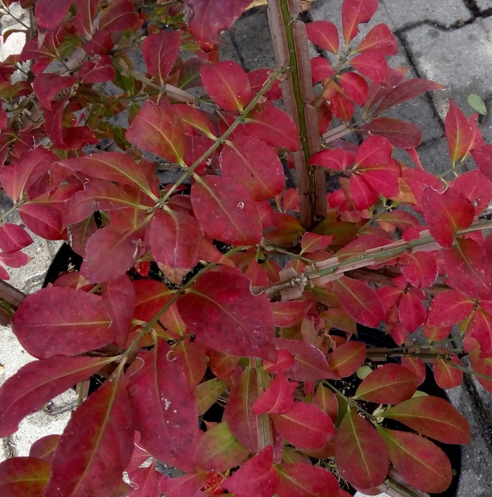 Trzmielina oskrzydlona ognisty krzew płomienny