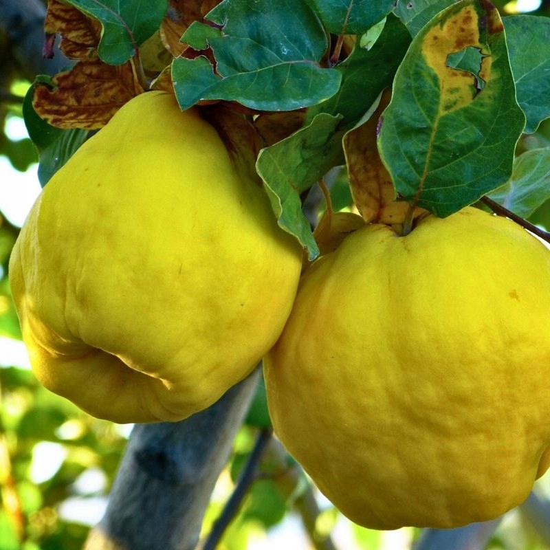 Pigwa gruszkowa WRANJA Pigwa VRANJA odmiana OBFICIE OWOCUJĄCA sadzonka