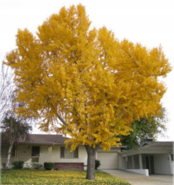 MIŁORZĄB CHIŃSKI - Ginkgo biloba - sadzonki w doniczkach !