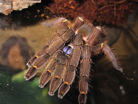 Ephebopus cyanognathus L2/3 Blue Fang Skeleton