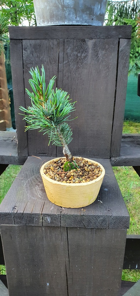 Pinus parviflora 'Zuisho'