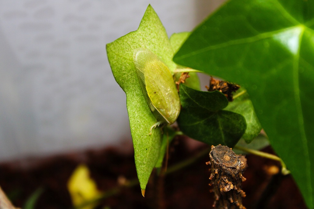 Karaczan zielony (Panchlora Nivea) 15 szt.