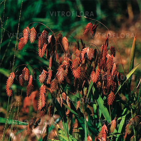 Obiedka szerokolistna (Chasmanthium latifolium)