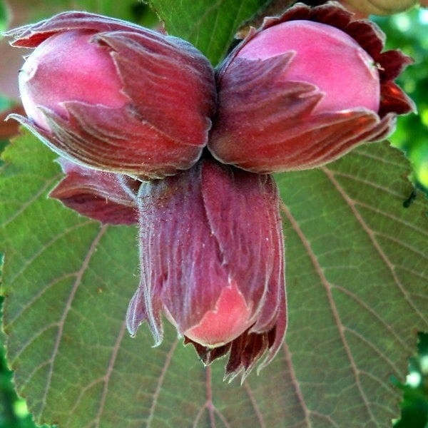 Orzech laskowy czerwony LAMBERTA LESZCZYNA