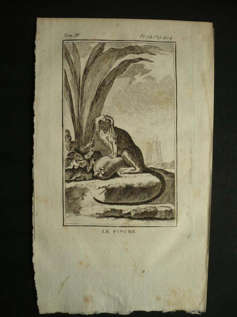 małpka tamarynka pinche, oryg. 1772