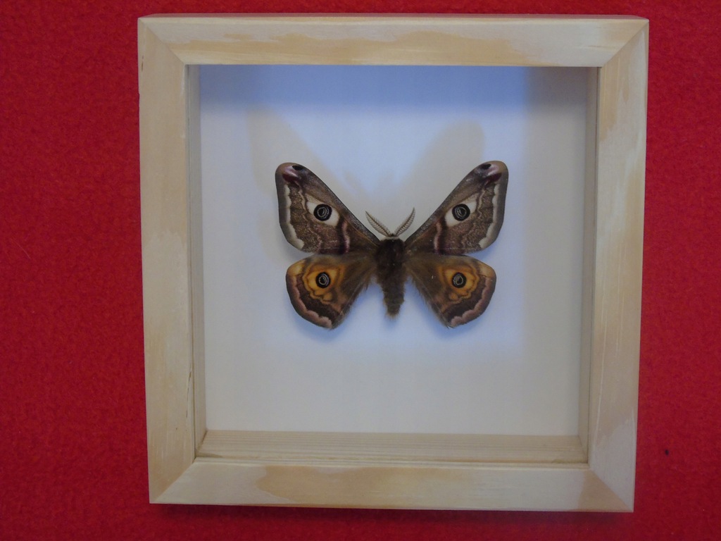 Motyl w ramce 10 x10 cm . Saturnia pavonia 50 mm .