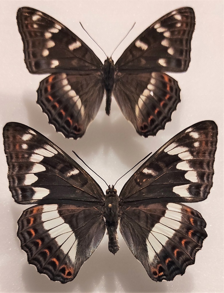 Moty Limenitis populi para .