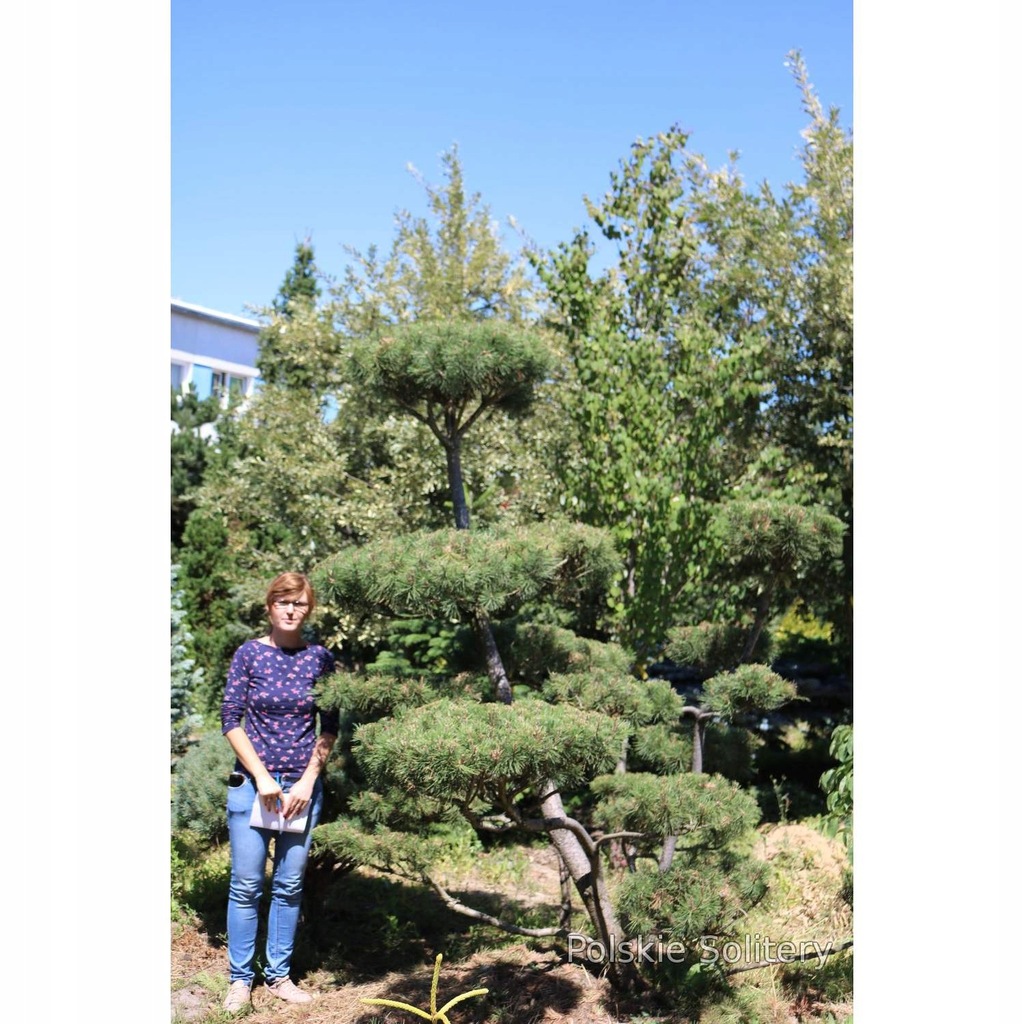 Sosna górska Bonsai