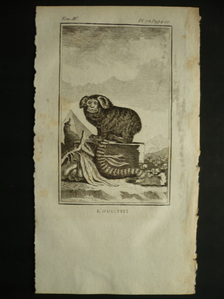 małpka ustiti czarnoucha, oryg. 1772