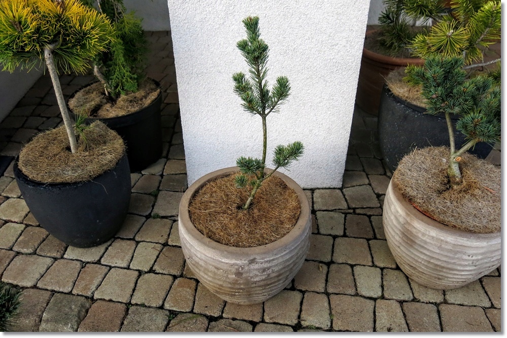 Pinus Parviflora 'AzumaGoyo' !!! !!! !!! !!! 13486581961