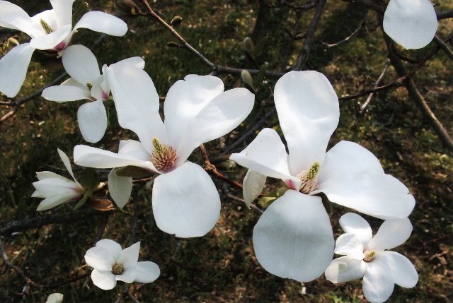Magnolia Kobus 10 nasion