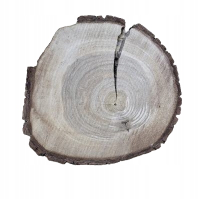 Unikatowy plaster drewna orzech włoski 30-33/4 cm