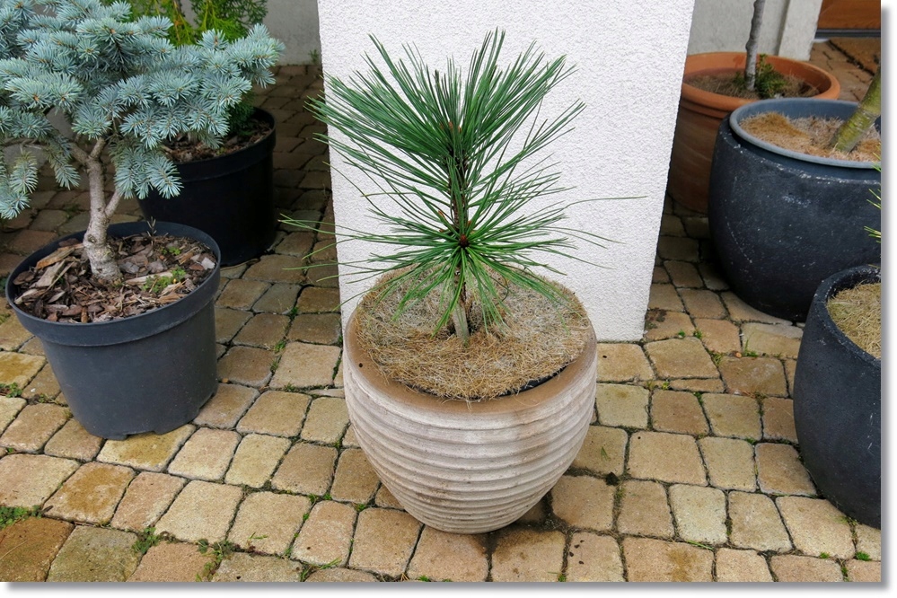 Pinus jeffreyi Joppi - Wspaniała !!!