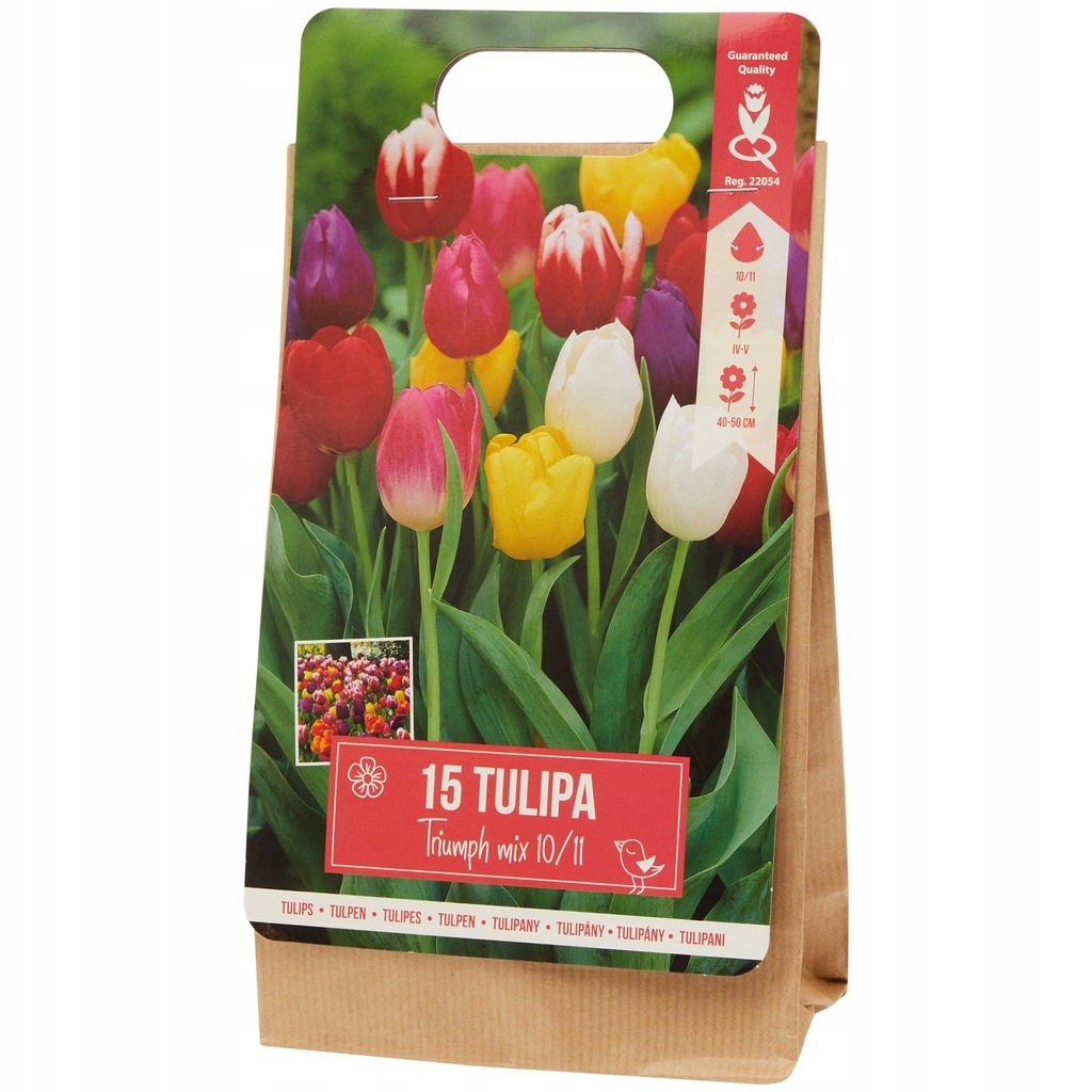 Tulipany Triumph Mix kolorów 15 cebulek kwiatowych