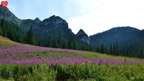 pulpit tapeta 4K TATRY Polska Zakopane zdjęcie