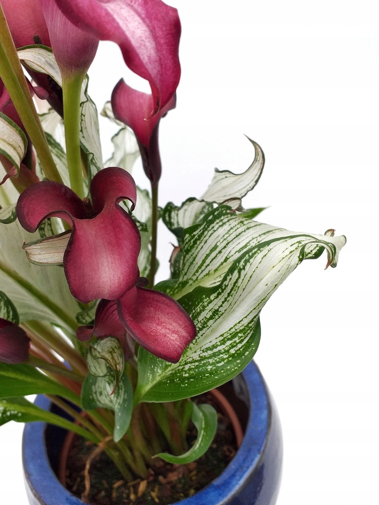 ZANTEDESCHIA 'FROZEN QUEEN' KALIA KALLA 35 CM - 9372703977 - oficjalne ...