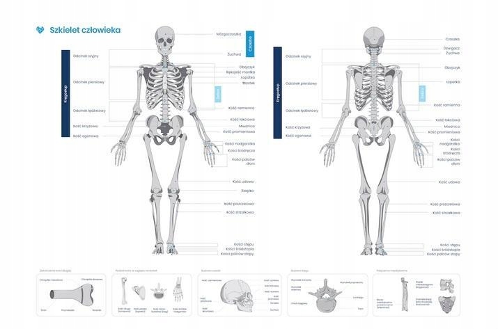 PLAKAT SZKIELET CZŁOWIEKA