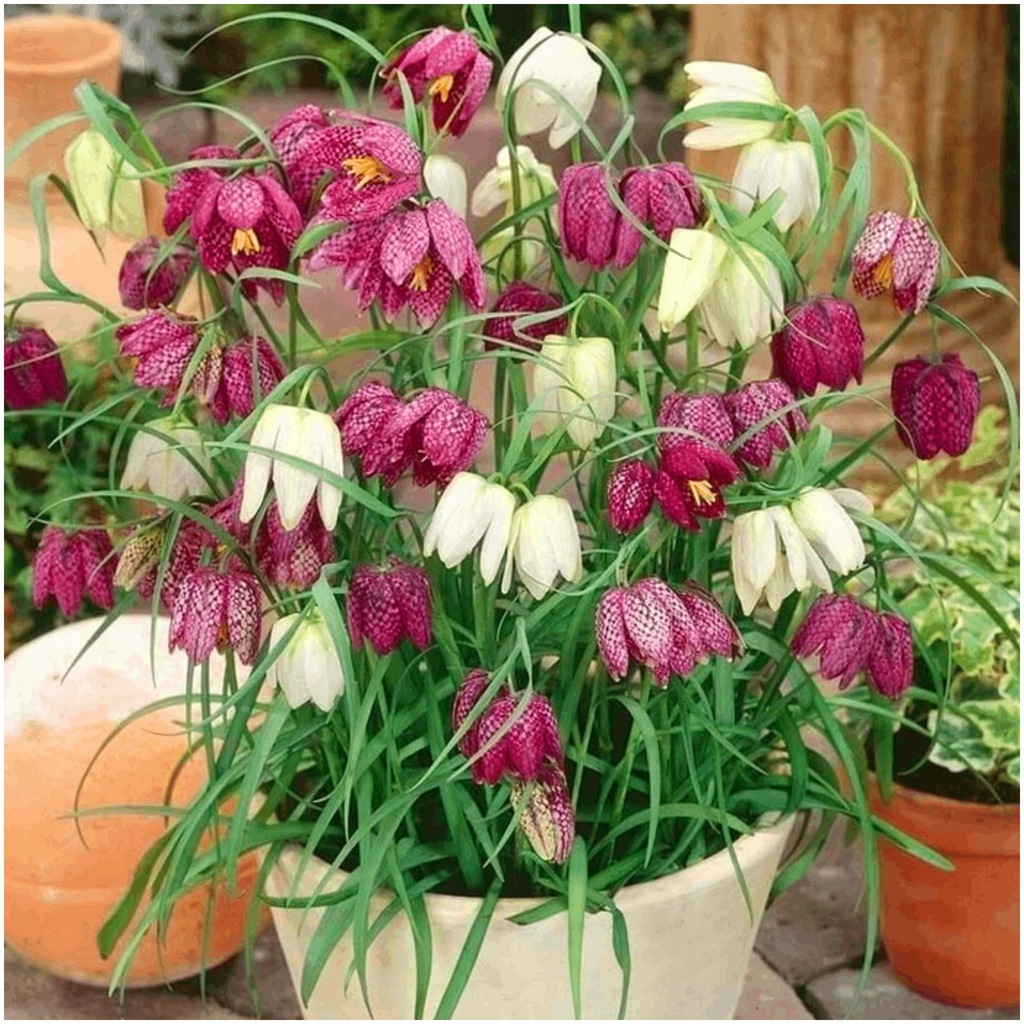 SZACHOWNICA KOSTKOWATA FRITILLARIA MELEAGRIS cebulki 5 szt. + GRATIS