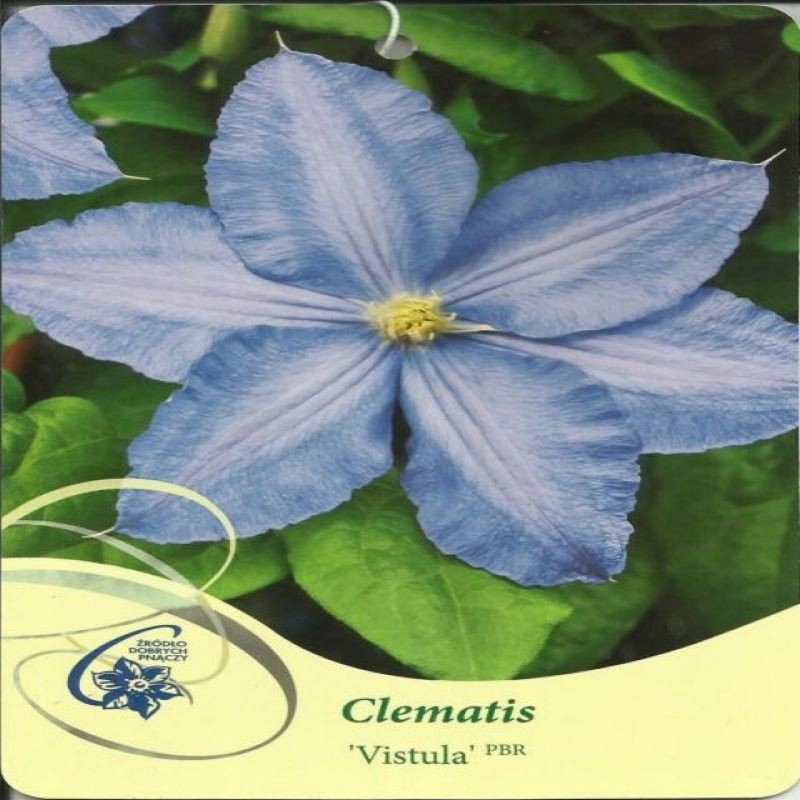 Clematis VISTULA Clematis ielkokwiatowy 2L