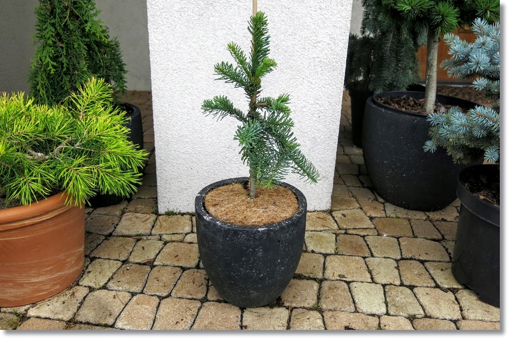 Abies procera 'Hupp's Single Snake' !! RARYTAS !!