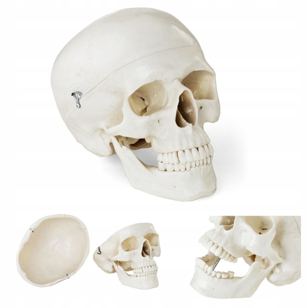 Model anatomiczny ludzkiej czaszki w skali 1:1 + Z