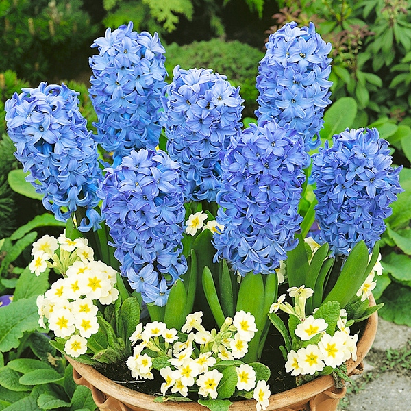 Hiacynt Ogrodowy Niebieski Cebule hiacyntów 3 szt