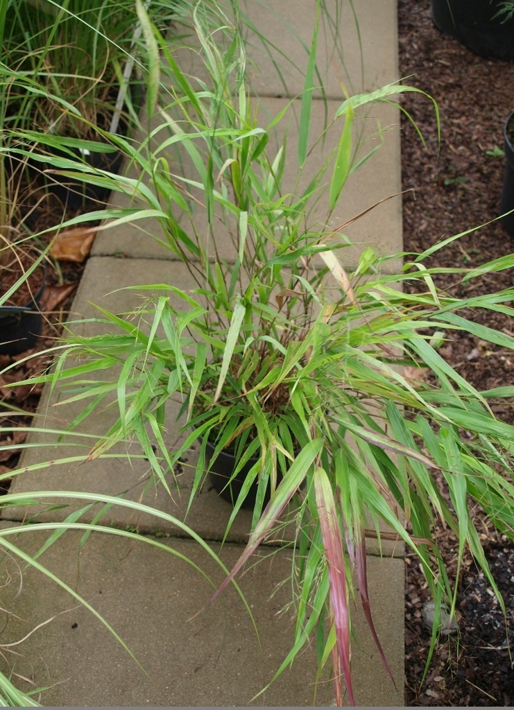 Trawa bambusowa Hakonechloa zielona