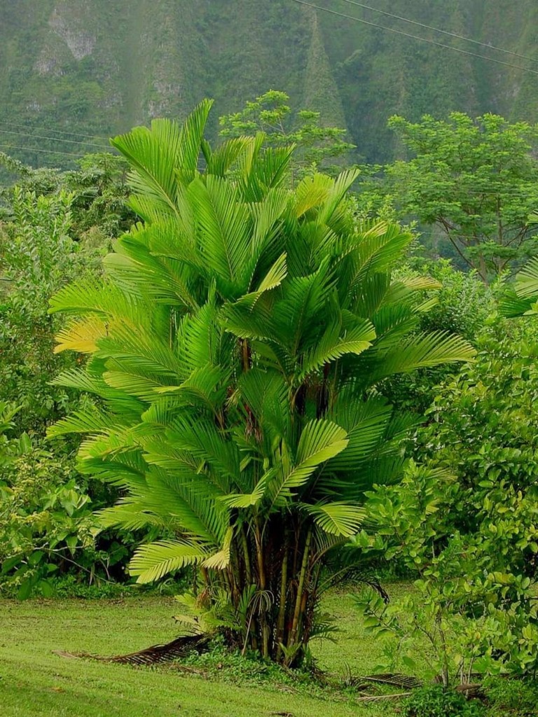 Pinanga Coronata Palma Trzcinowa 3 nasiona