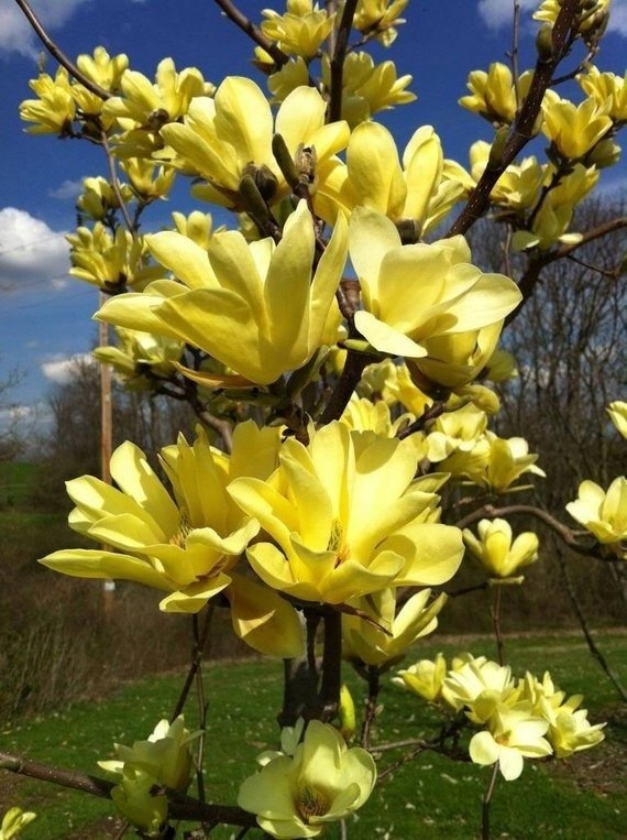 Magnolia YELLOW SNOW Pachnące kwiaty
