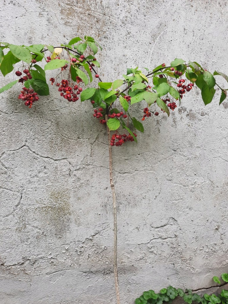 trzmielina na pniu czerwona