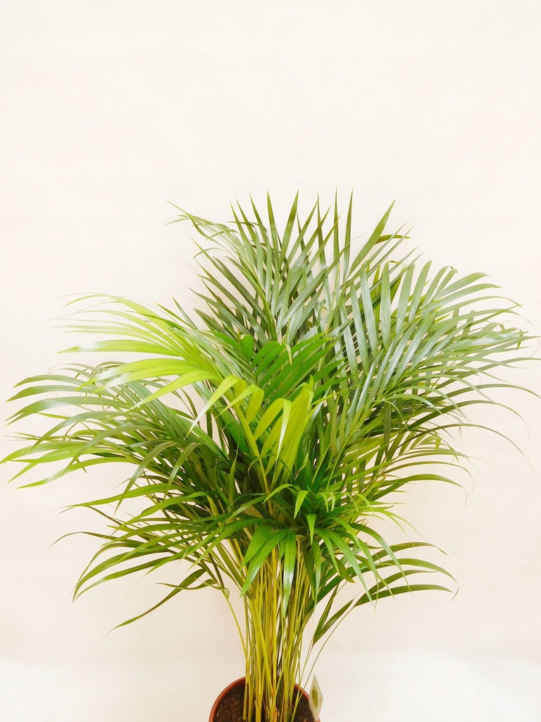 Palma AREKA (ARECA) 120cm 7413843347 oficjalne archiwum Allegro