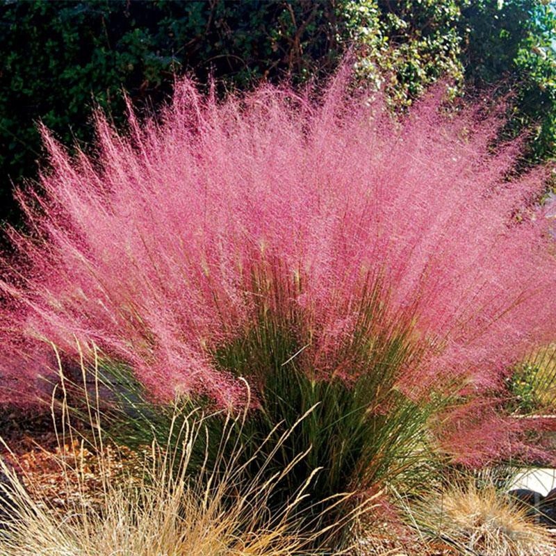 Przyostnia włosowata, rubinowa, różowa trawa ozdob