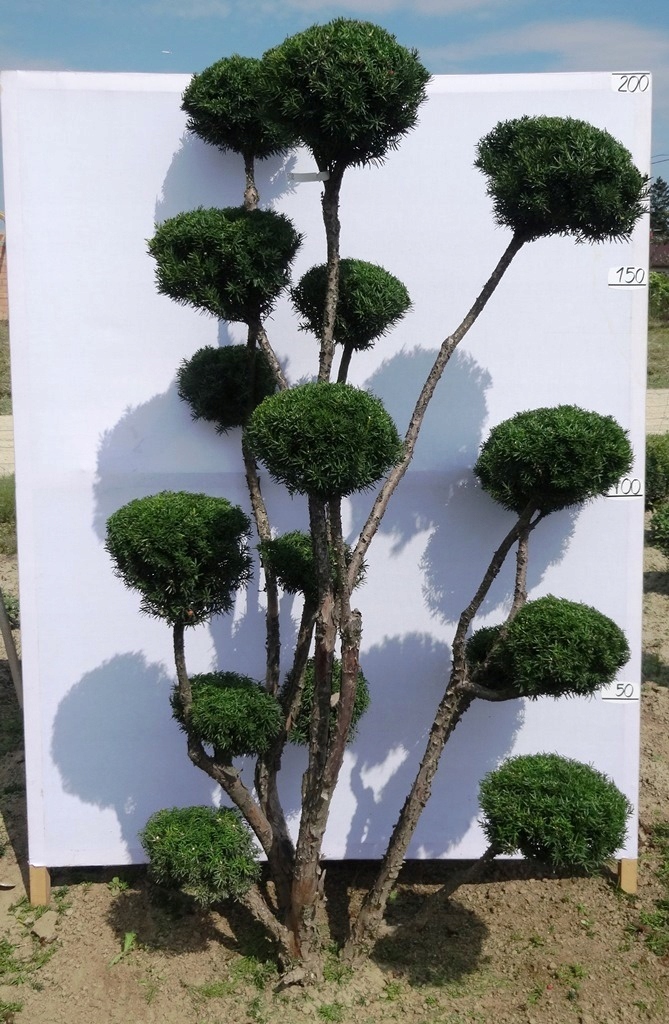 ハぁ〜いサイ 33878 - zast?piony przez 33875 /nap?d obrotowy | Schneider