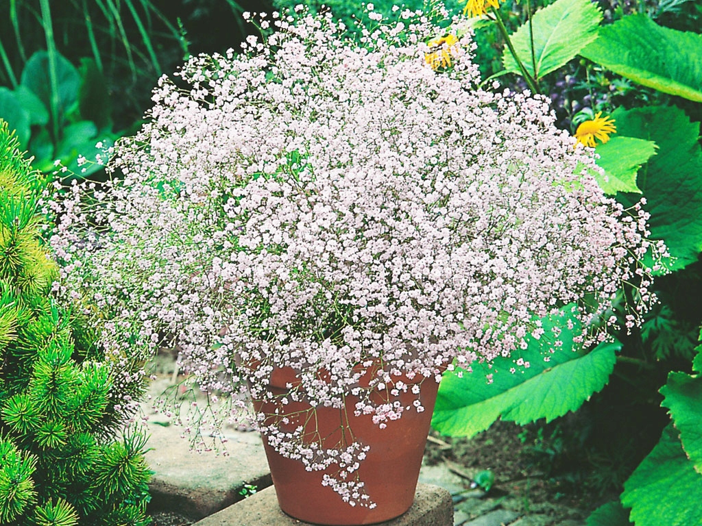 GIPSÓWKA SADZONKI (GYPSOPHILA ) BIAŁA 1 SZT KŁĄCZE