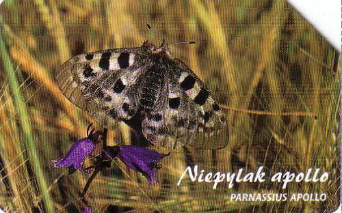 MOTYL Niepylak Apollo