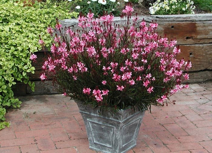 Gaura Lindheimera bylina Sadzonka 12093799683 oficjalne archiwum