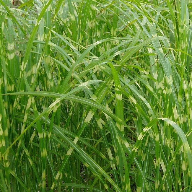 Miscanthus sinensis 'Zebrinus' (Miskant chiński)