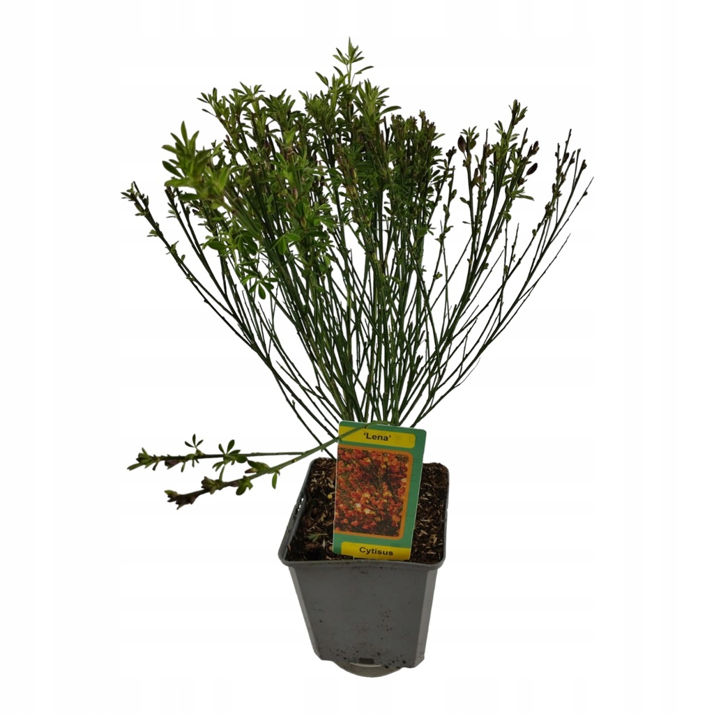 Cytisus Praecox Żarnowiec wczesny