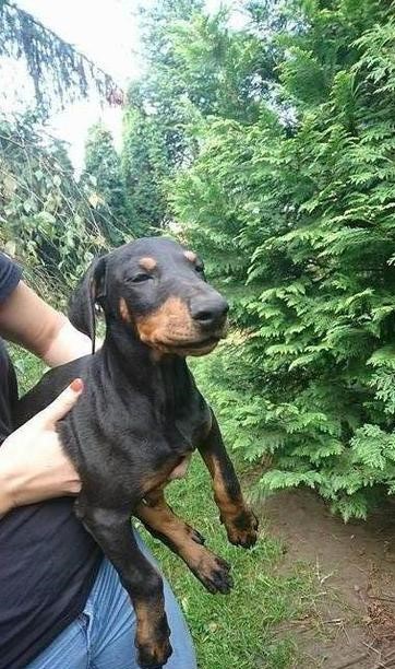 Szczenięta rasy doberman