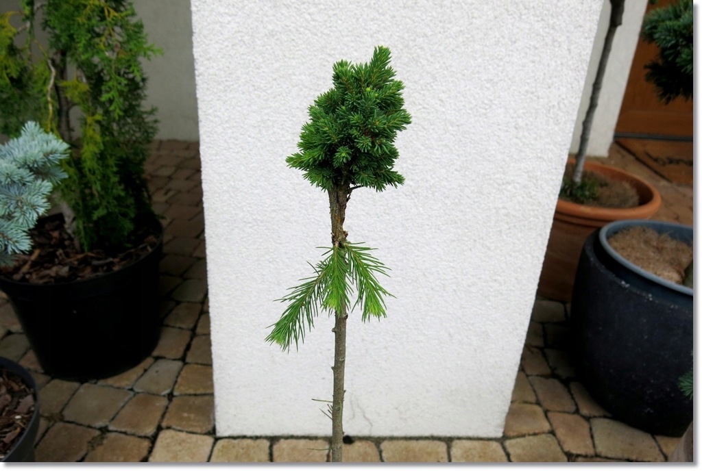 Picea abies 'Ripley Broom' - miniaturka !!!
