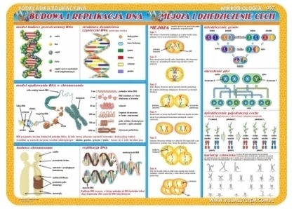 Podkładka MIKROBIOLOGIA NR 057 40 x 30 cm wielokolorowy