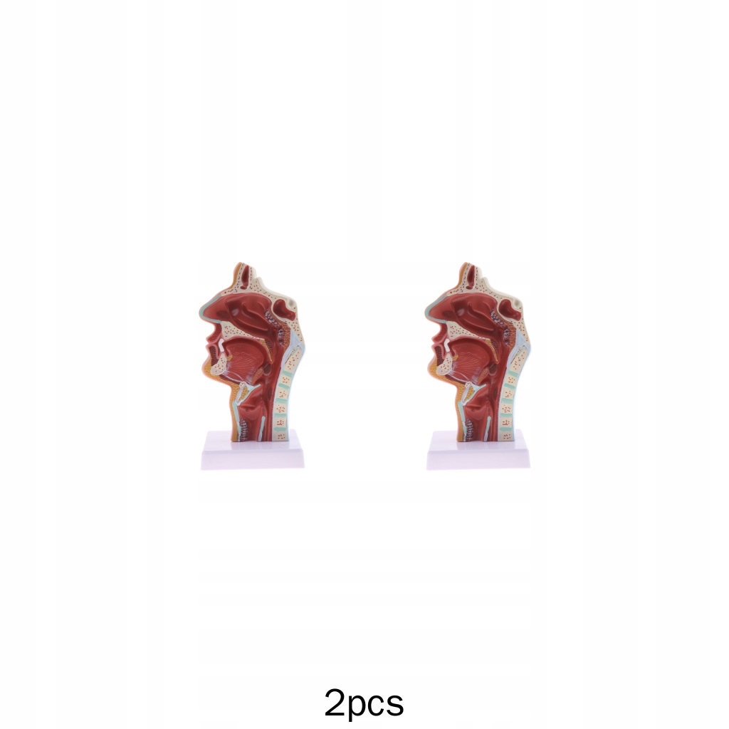 2x 1 ludzki model gardła jamy nosowej (z
