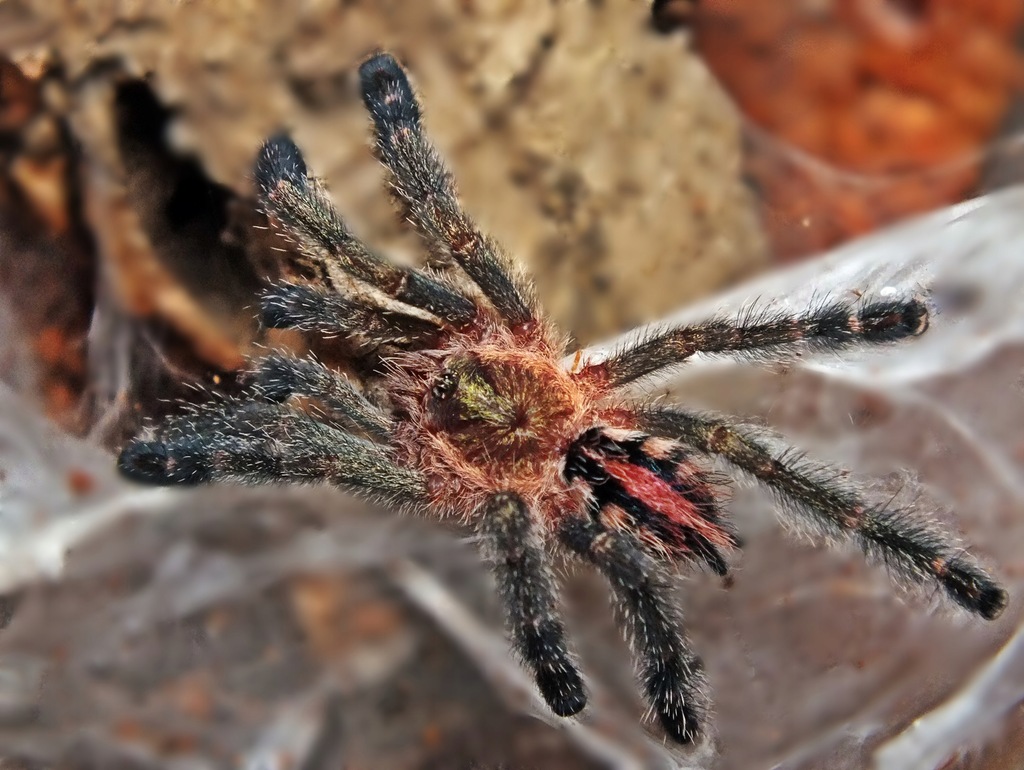Ybyrapora diversipes (SpidersForge)