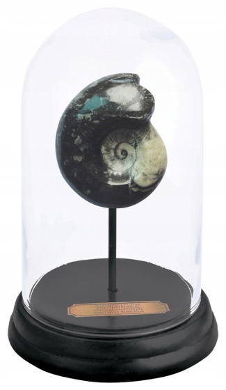 amonit w szklanym słoju 16,4 x 25 cm drewno/szkło