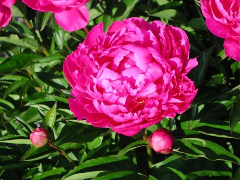Piwonia Peonia chińska LOUIS VAN HOUTTE W DONICY