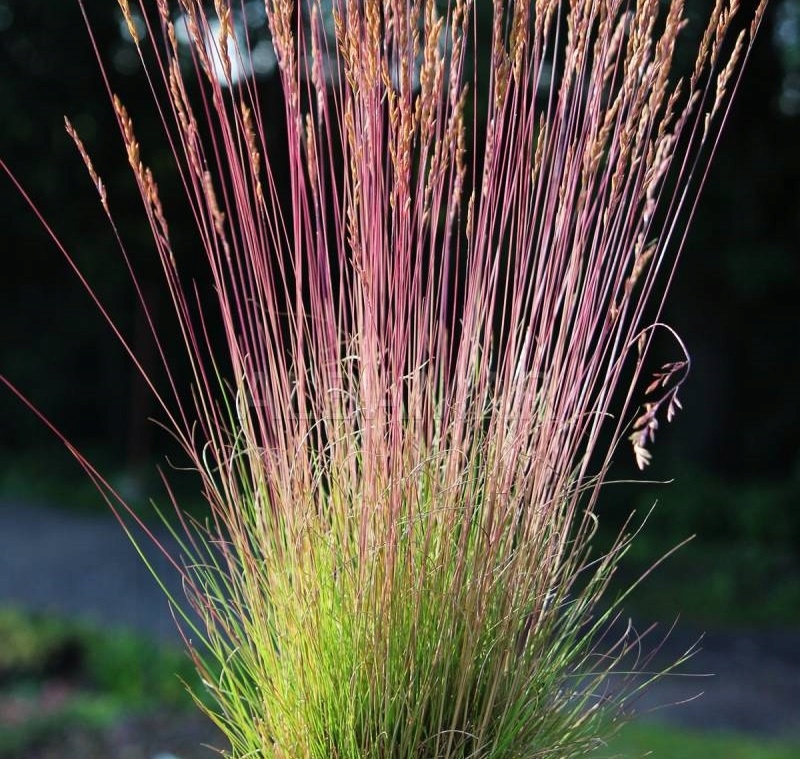 Trawa KOSTRZEWA FESTUCA WALBERLA