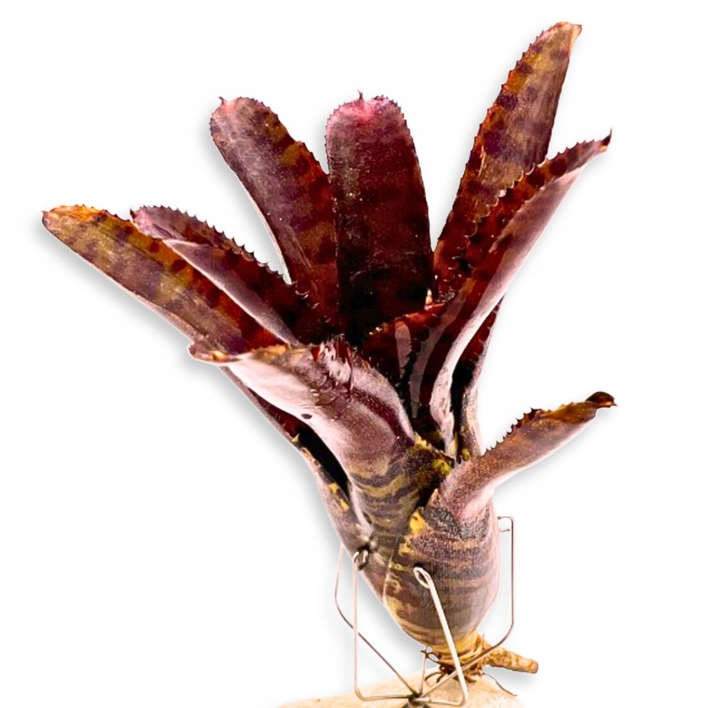 Купить Живое растение для террариума Neoregelia adonis.: отзывы, фото и ...